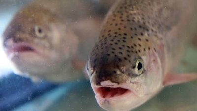 В Вологодской области за 9 месяцев произведено 900 тонн продукции аквакультуры