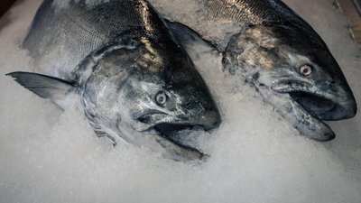 Оптовые цены на мороженую рыбу в России продолжают снижаться