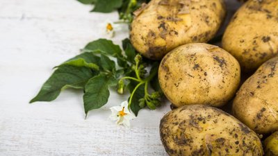 В Хабаровском крае создадут центр семеноводства по картофелю