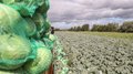 Аграрии Подмосковья собрали почти 45 тыс. тонн овощей и картофеля