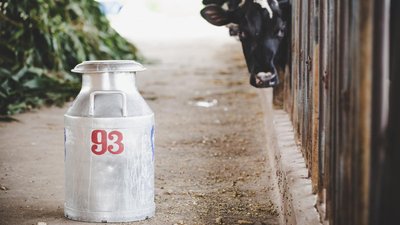 Суточный надой молока в татарстанских сельхозорганизациях составил 4,5 тыс. т
