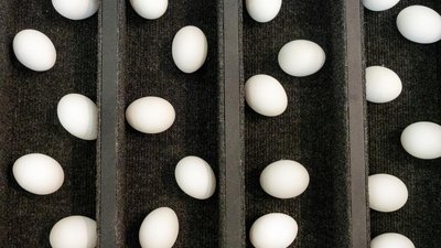 Цены производителей на яйца первой категории в РФ снизились на 2,5% — Минсельхоз