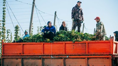«Ароматный» и «Сувар»: два новых сорта хмеля из Чувашии включены в Госреестр селекционных достижений