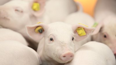 В Брянской области введен в эксплуатацию новый свинокомплекс