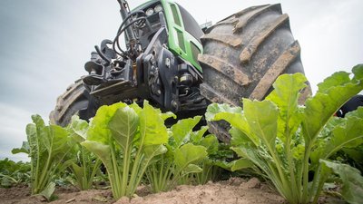 Урожай сахарной свеклы в России в 2022 году может превысить 40 млн т