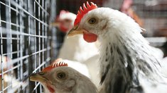 Семейная экоферма в Томской области расширяет географию поставок птицеводческой продукции
