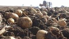 Вологодские картофелеводы готовятся к посевной кампании