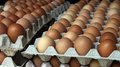 В Липецкой области выросло производство яиц