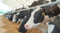 Производство молока в Ивановской области увеличилось на 3,9%