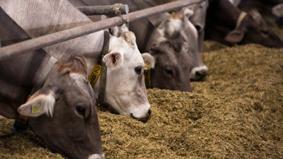 Объём реализации молока в сельхозорганизациях вырос на 2,7%