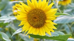 Воронежская область укрепляет позиции на международном рынке сельхозпродукции