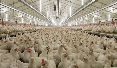Птицефабрики и свинокомплексы Челябинской области увеличивают производство продукции