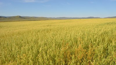 Аграриям Забайкалья предстоит убрать урожай с площади 172 тыс. га