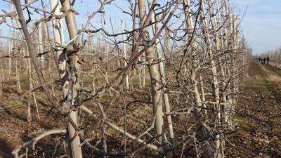 Крымские аграрии завершили обрезку плодовых деревьев