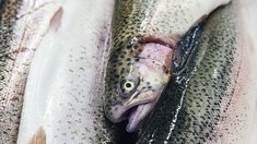 Северная Осетия увеличила выпуск товарной рыбы до 7,3 тыс. тонн за девять месяцев