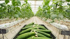 В России могут ввести повышенные субсидии для выращивания овощей в теплицах в межсезонье