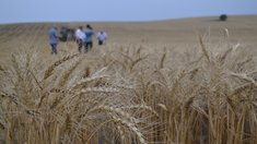 Грант до 7 млн рублей для ветеранов СВО на развитие животноводства и сельхозпроизводства