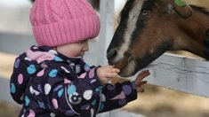 Томских сельхозпроизводителей приглашают участвовать в отборе на грант «Агротуризм»