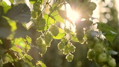 Научно-производственный проект по выращиванию пивоваренного ячменя стартовал в Липецкой области