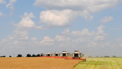 Озимый рапс убирают в Липецкой области
