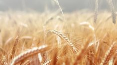 Саратовская область направит 270,2 млн рублей на поддержку агрострахования