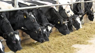 Около 200 сельхозтоваропроизводителей Вологодской области уже воспользовались господдержкой в этом году