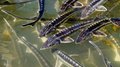 Сельхозтоваропроизводители Саратовской области получат гранты на развитие малого агробизнеса