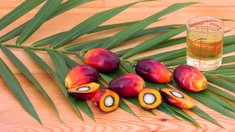 В России использование пальмового масла «зарегулировано» жестче, чем в ЕС и других развитых странах — OleoScope