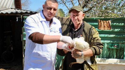 На Дону вакцинировали от высокопатогенного гриппа более полумиллиона домашних птиц