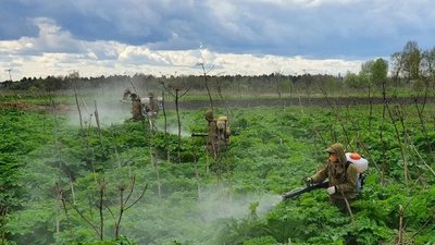 На территории более ста муниципальных образований Вологодской области проведена работа по уничтожению борщевика