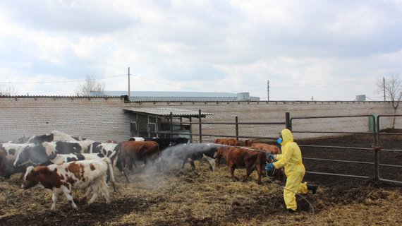 В Ростовской области завершились плановые противоклещевых обработки сельскохозяйственных животных