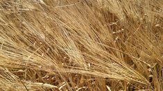 Аграрии Саратовской области приступили к уборке яровых зерновых культур