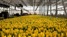 Московская область лидирует в стране по объему производства цветов