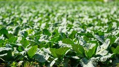 Аграрии Подмосковья получили более 5 млрд рублей господдержки в 2025 году