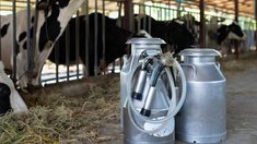 Доля топ-30 крупнейших производителей молока на рынке выросла до 25%