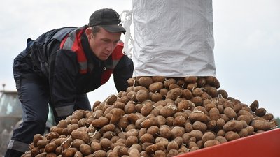 Группа компаний «Атлантис» в Калининградской области приступила к посадке нового сорта картофеля для фри