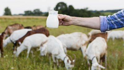 В сельхозорганизациях Татарстана за сутки получено 4,6 тыс. т молока