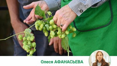 За последние 5 лет мировое производство хмеля увеличилось на треть