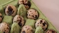 Производители перепелиной продукции в Московской области выпустили 1,4 тыс. тонн мяса за 2025 год