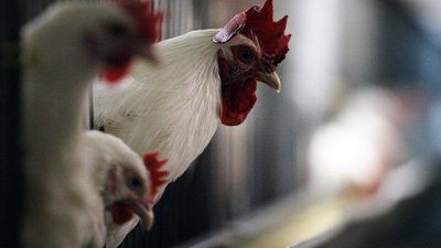 В Усть-Цилемском районе прошла конференция представителей крестьянских (фермерских) хозяйств Коми