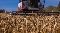 Урожай зерновых и зернобобовых в Липецкой области превысил 1,5 млн тонн