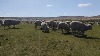 На реализацию проекта по увеличению поголовья овец в Забайкалье направили 50 млн рублей