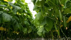 Господдержка тепличного овощеводства сохраняется на высоком уровне