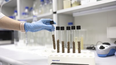 Минсельхоз проведет отбор комплексных научно-технических проектов по селекции и семеноводству