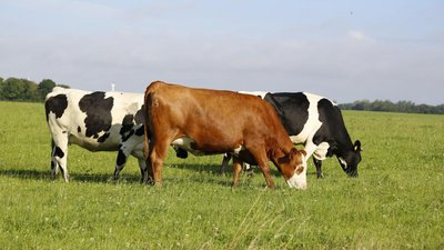 В Брянской области суточная продуктивность коров выросла на 9% 