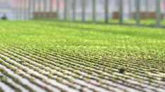 Россия и Китай расширяют сотрудничество в области селекции и семеноводства