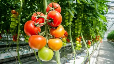 Производство тепличных овощей в России увеличилось на 6,2%