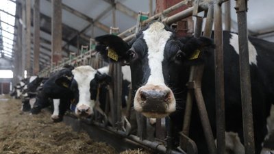 Вологодская область ставит новые рекорды по производству молока-сырья