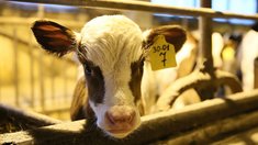 В Запорожской области в 2026 году продолжится развитие племенного животноводства