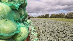 Аграрии Подмосковья собрали почти 45 тыс. тонн овощей и картофеля